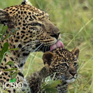 Doe agora mesmo qualquer valor